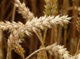 Problems with wheat protein