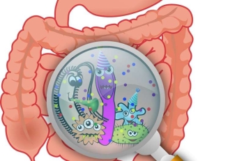 gut microbes - Credit Pixabay CC0 Public domain.jpg
